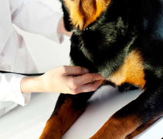 Rottweiler Being Examined by Vet